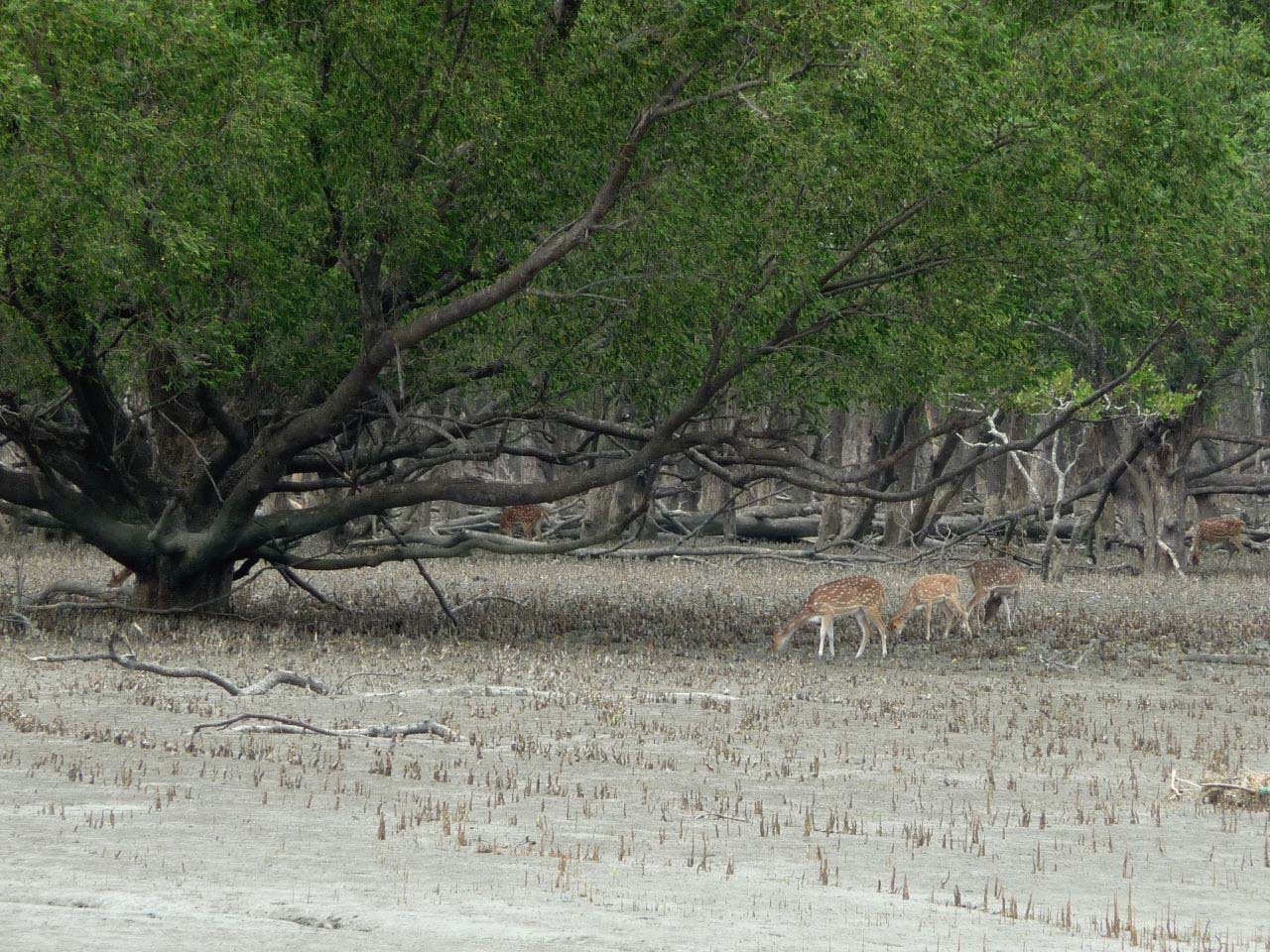 Sundarban National Park
