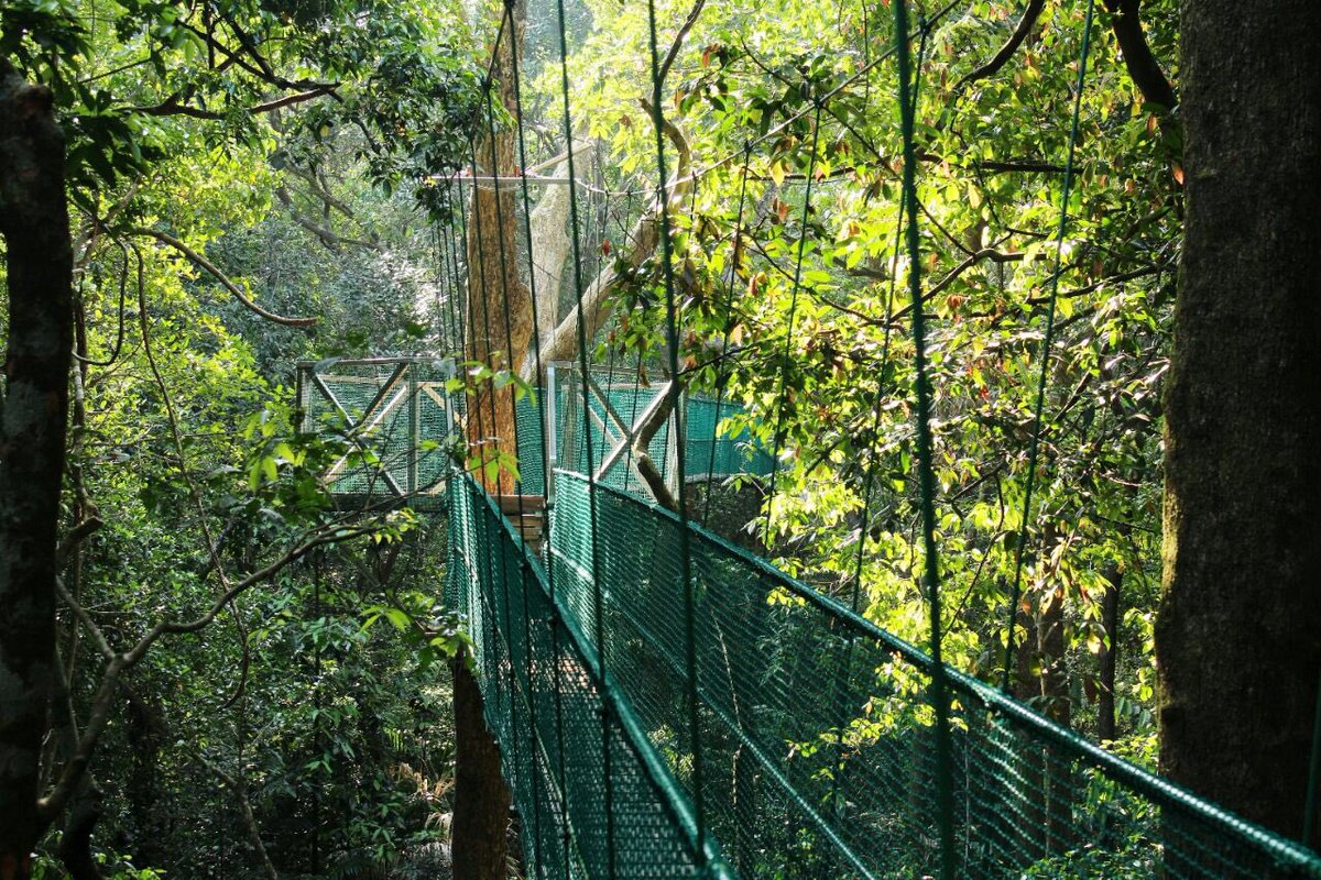 First Canopy Walk of Karnataka In Western Ghats Is On Its Way!