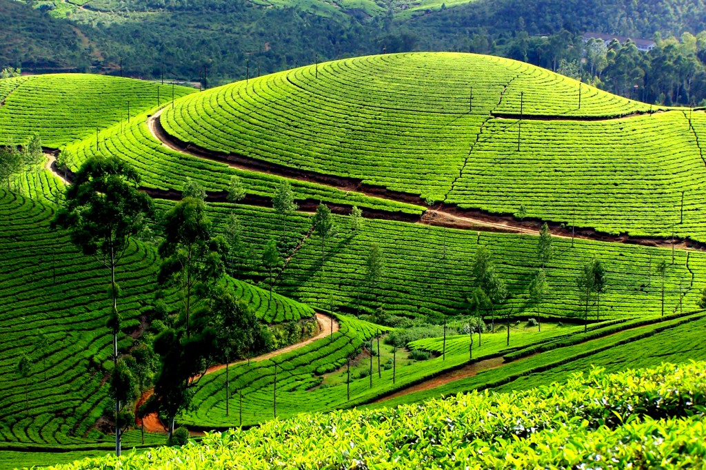 1 munnar