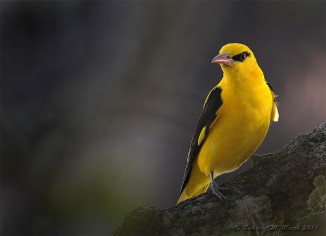 19 Golden oriole