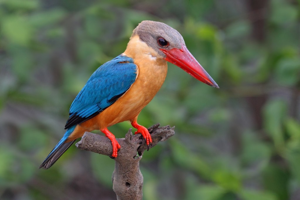 2 stork billed kingfisher