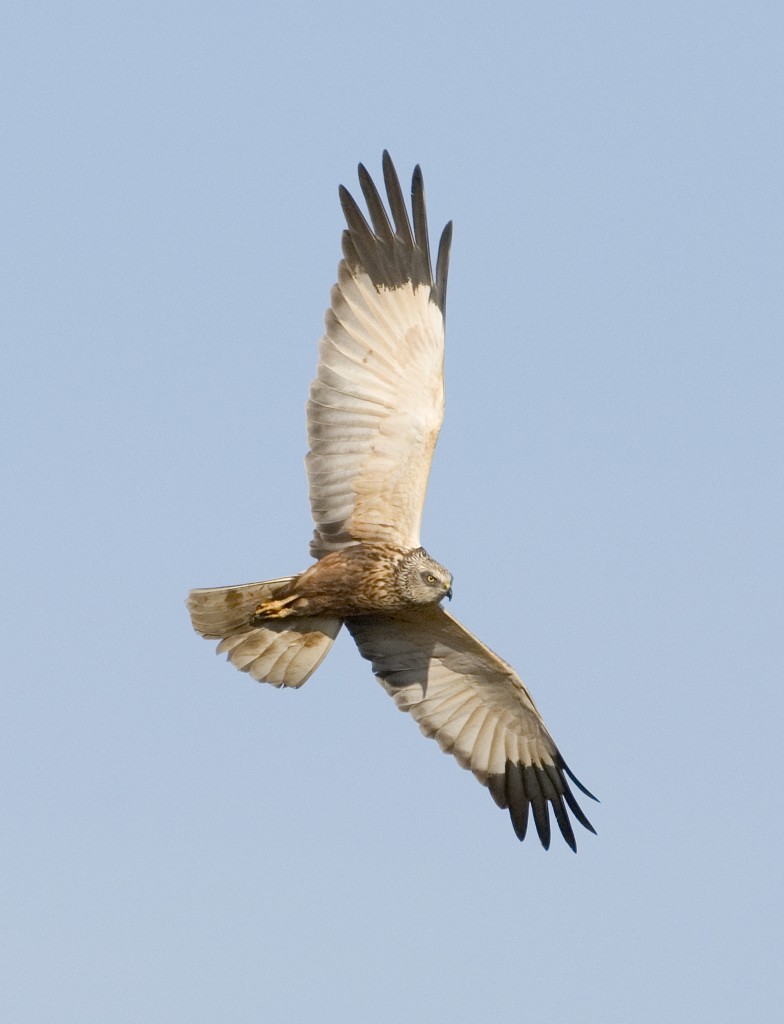 Marsh Harrier Circus aeruginosus male Cley Norfolk April