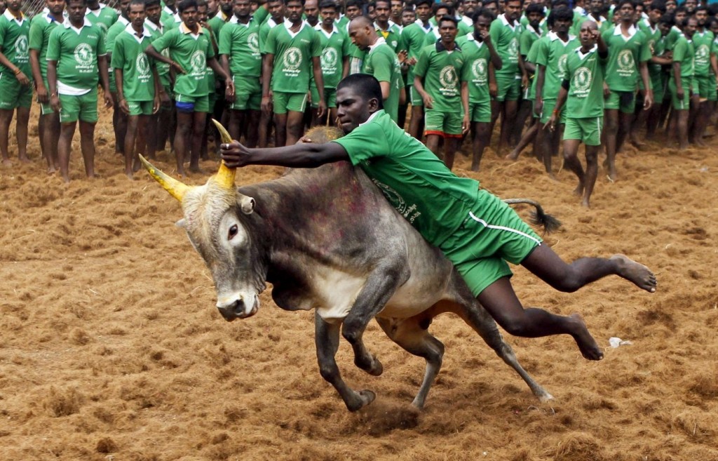 Jallikattu