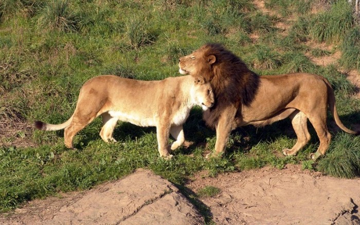 Gir National Park