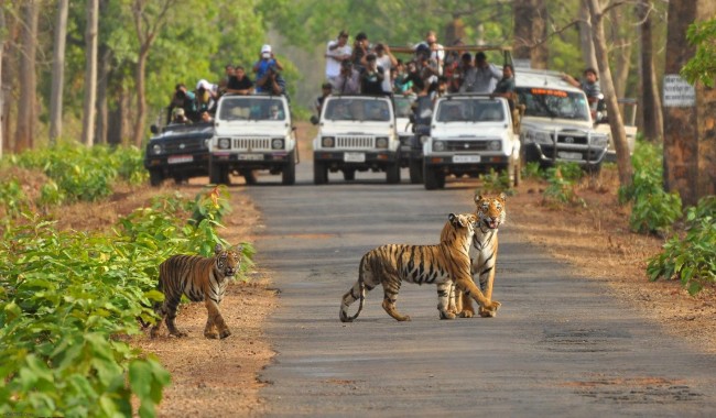 Top Jungle in India