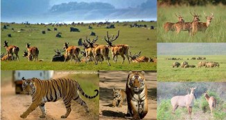 Jim Corbett National Park