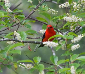 Bird Watching Tours