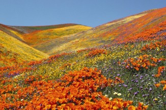 Valley Of Flowers Trek