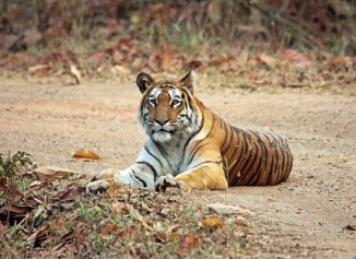 Navegaon-Nagzira Tiger Reserve