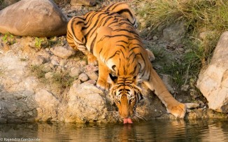 Jungle Safari in Jim Corbett