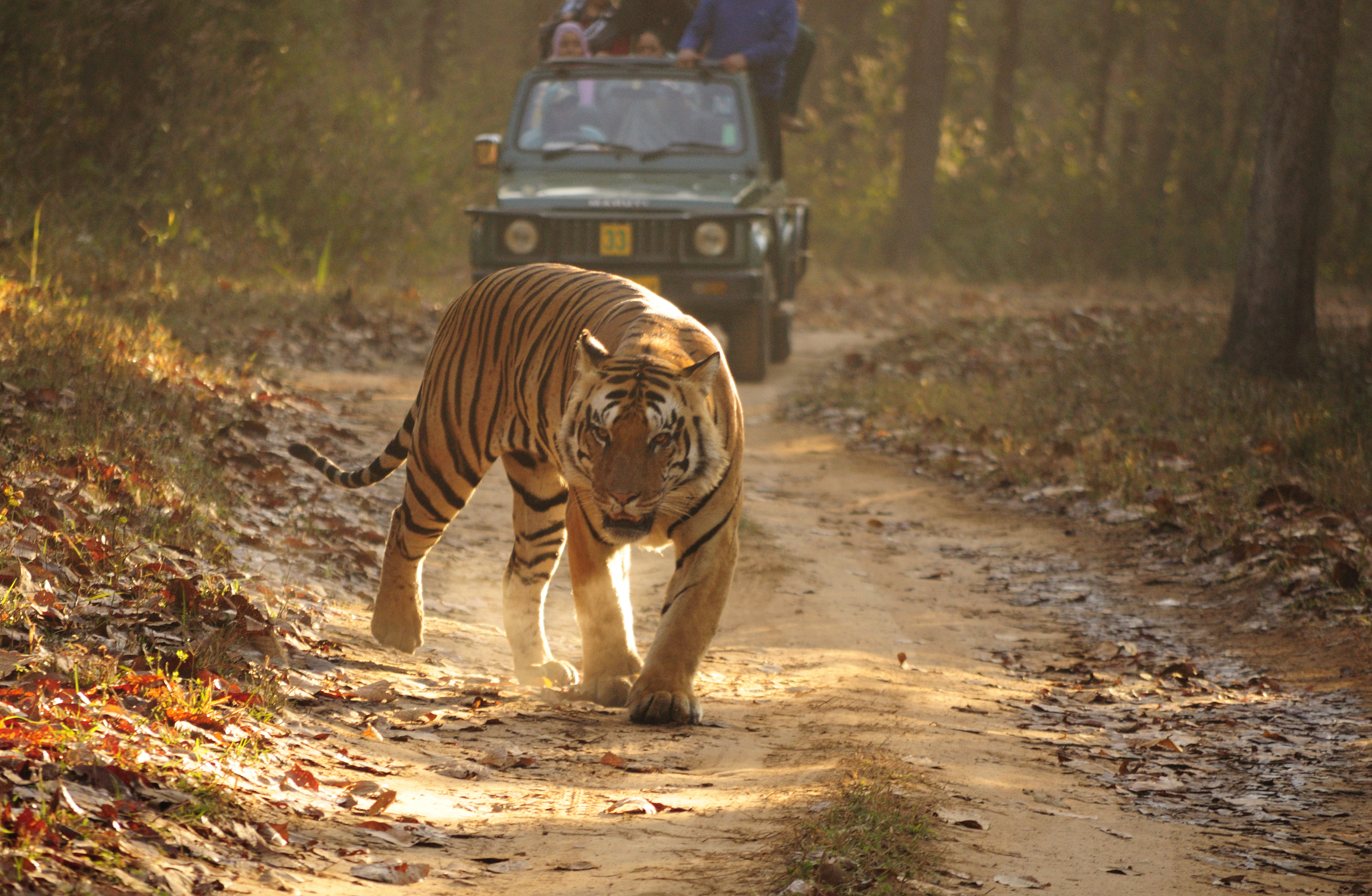 Royal_Bengal_Tiger