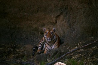 Tadoba Tiger Safari