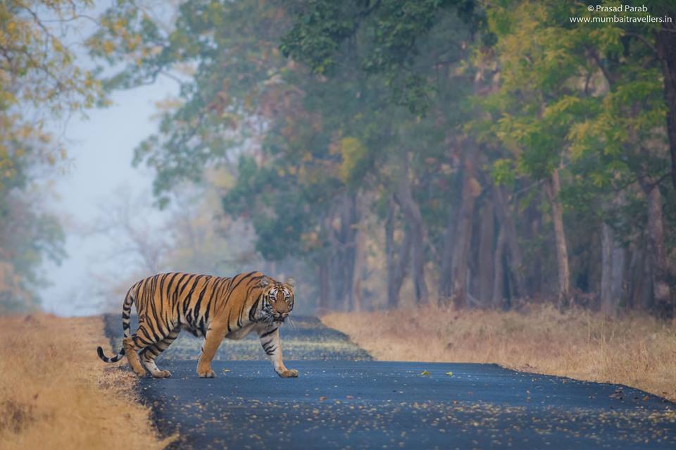 An Introduction Guide For Tadoba Andheri Tiger Reserve