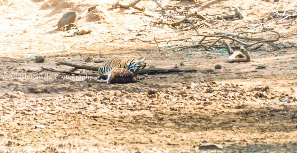 Tadoba Tiger Wildlife Safari