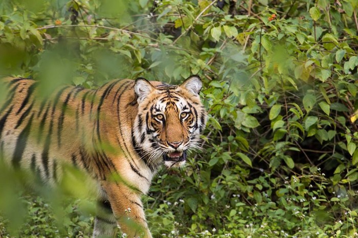 Tiger Safari Jim Corbett