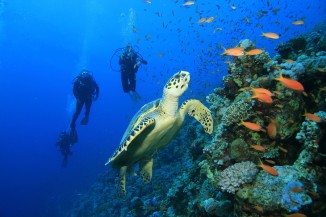 Scuba Diving In India