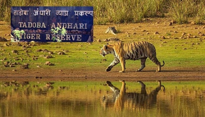 Tadoba National Park