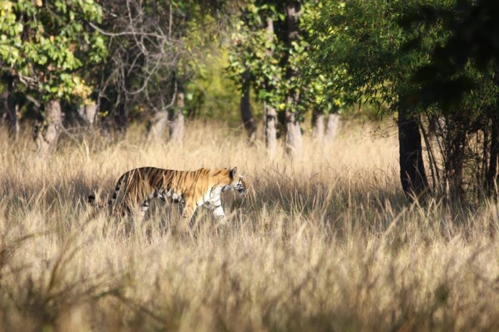 Bandhavgarh Tiger Safari