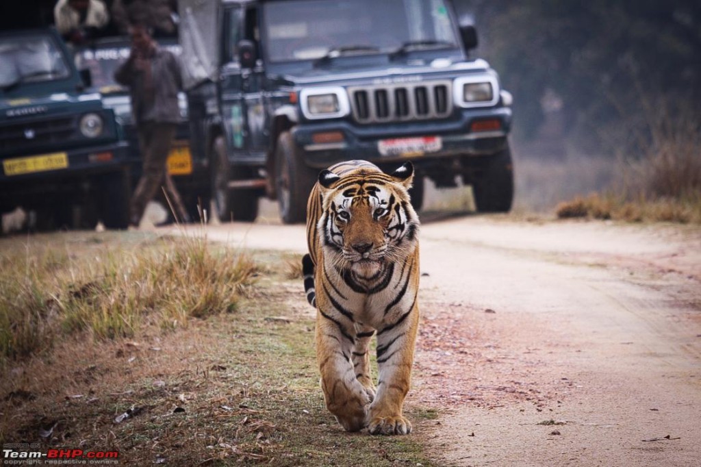 Kanha Tiger Safari