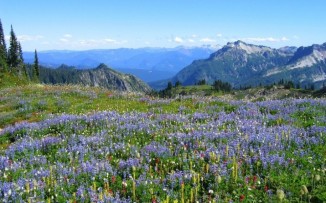 VALLEY-OF-FLOWER-EXPEDITION-WITH-MUMBAI-TRAVELLERS