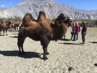 Nubra Valley