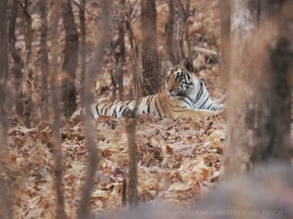Pench Tiger Reserve