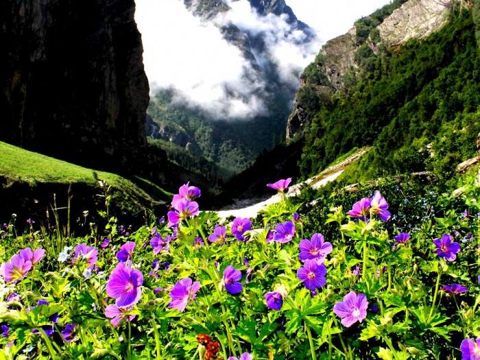 Valley-of-flowers (1)
