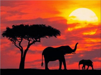 african-wildlife-safari-tours-720x540