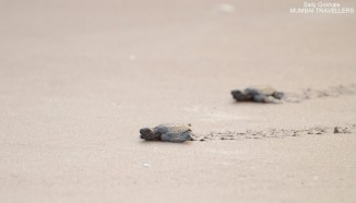 velas turtle festival