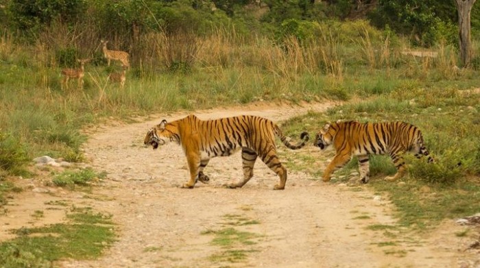 tigers-of-corbett-720x403