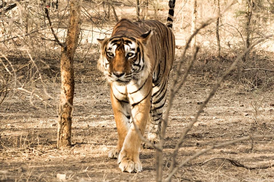 ranthambore national park safari