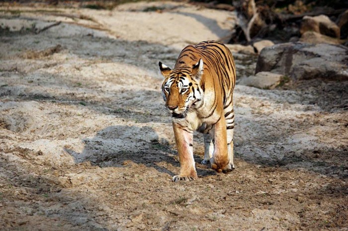 pench national park safari booking