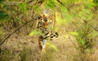 Kanha Tiger Safari