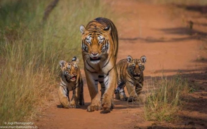 Tadoba-Tiger-Wildlife-Safari-Mumbai-Travellers-11-720x450