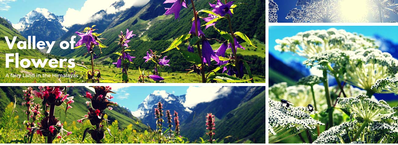 Valley-of-flowers-trek
