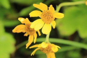 365 Hops-Tourism Page With Fun-Filled Adventures And Activities For Travellers