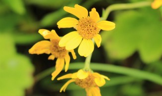 Trek To Valley of Flower