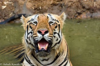 Tadoba Tiger Wildlife Safari