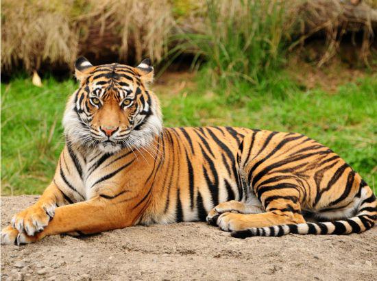 Tigers in Terai