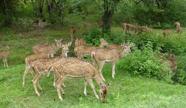 Bandipur Wildlife Safari