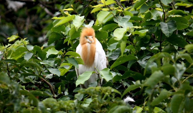 Ranganathittu Bird Sanctuary