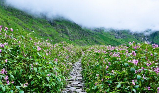 Valley Of Flowers Trek