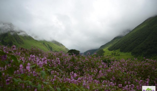 Valley of Flowers, Badrinath