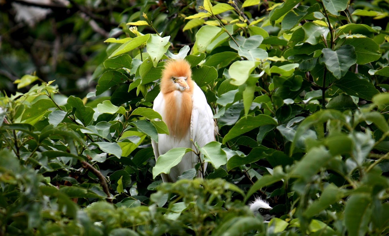 Ranganathittu Bird Sanctuary Tours img