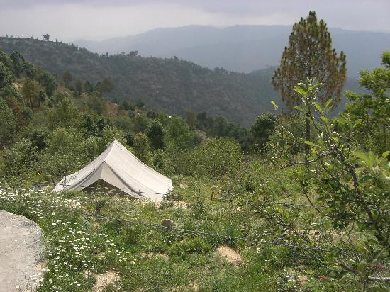 Camp Purple in Mukteshwar img