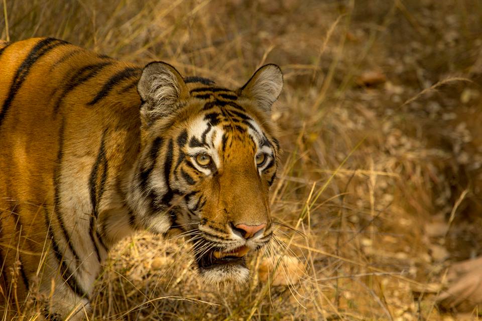 Pench National Park Safari Booking | Pench Jungle Camp Pench National Park Safari Booking | Pench Jungle Camp