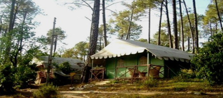 Tree House in Pine Forest in Shimla img