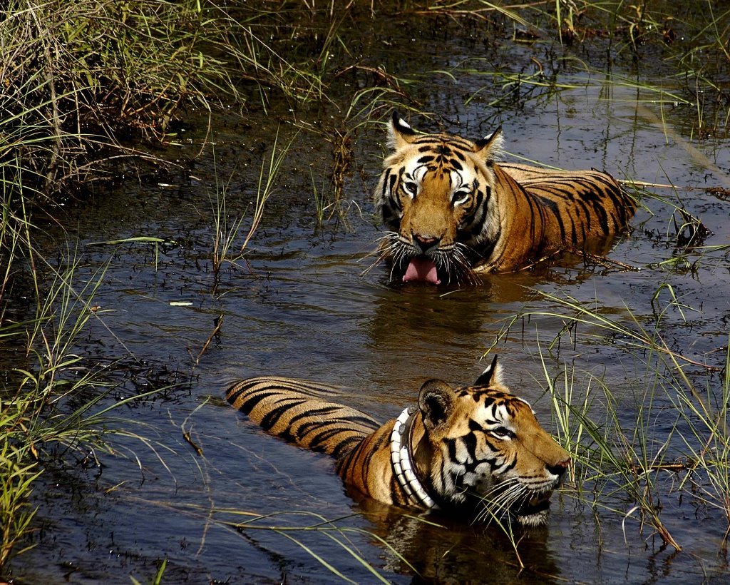 Kanha National Park