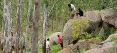 Turahalli Forest Trek With Rappelling