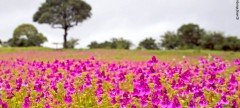 Kaas Flower Plateau Valley
